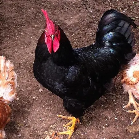 Σπίτι διακοπών Eira Carvalhas *