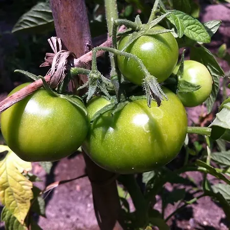 Σπίτι διακοπών Eira Carvalhas *