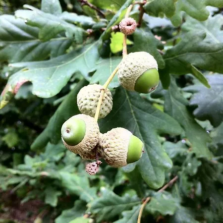 Eira Carvalhas * Penafiel