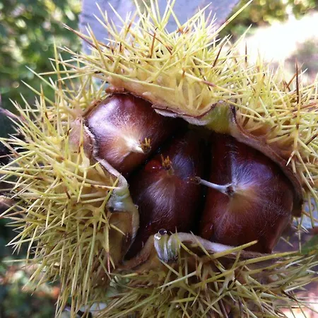 Eira Carvalhas Holiday home