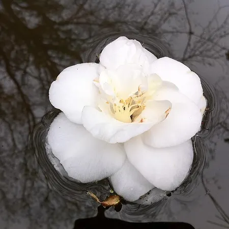 Holiday home Eira Carvalhas