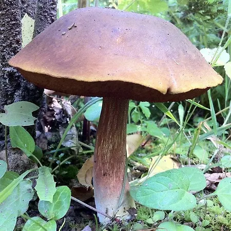 Eira Carvalhas Σπίτι διακοπών *