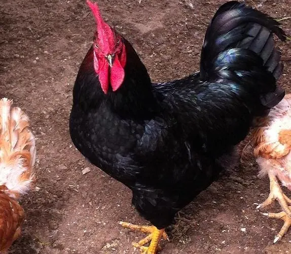 펜션 Eira Carvalhas *