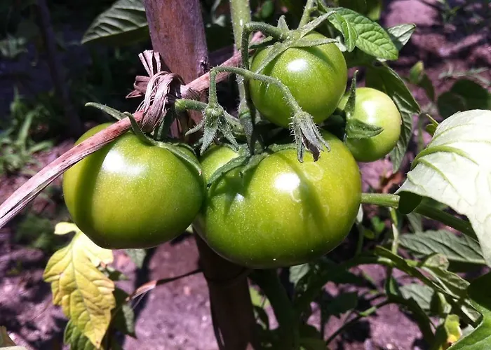 Holiday home Eira Carvalhas *