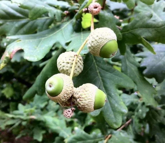 Eira Carvalhas * 페나피엘