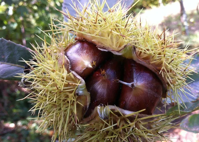 Eira Carvalhas Holiday home