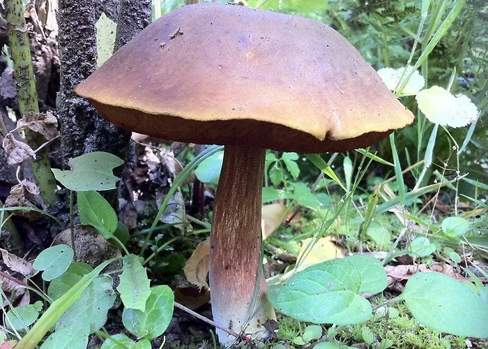 Eira Carvalhas 펜션 *