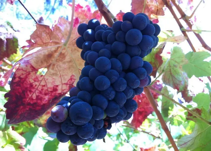 펜션 Eira Carvalhas *